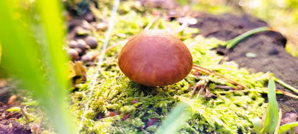 Farsz do Pierogów z Kapusty i Grzybów