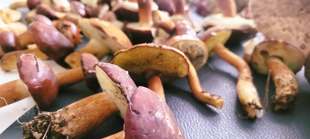 Farsz do Pierogów z Kapusty i Grzybów