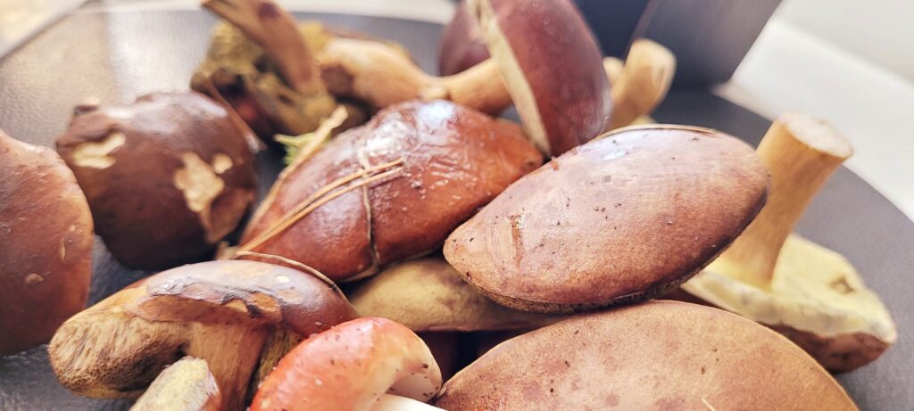 Kapusta kiszona smażona z grzybami i cebulą