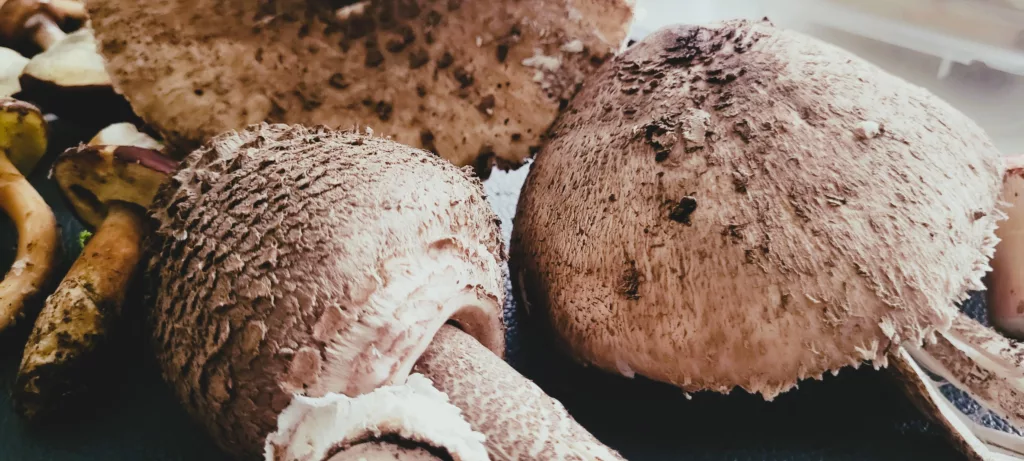 Schabowy z Czubajki Kani