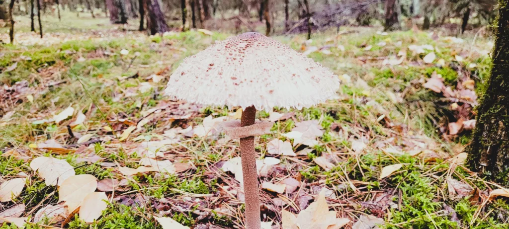 Schabowy z Czubajki Kani