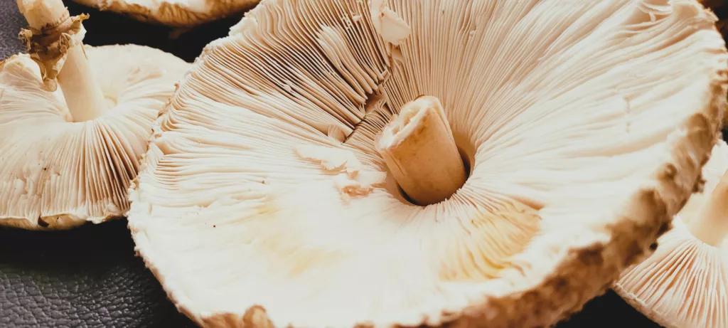 Schabowy z Czubajki Kani