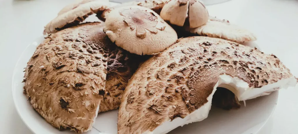 Schabowy z Czubajki Kani