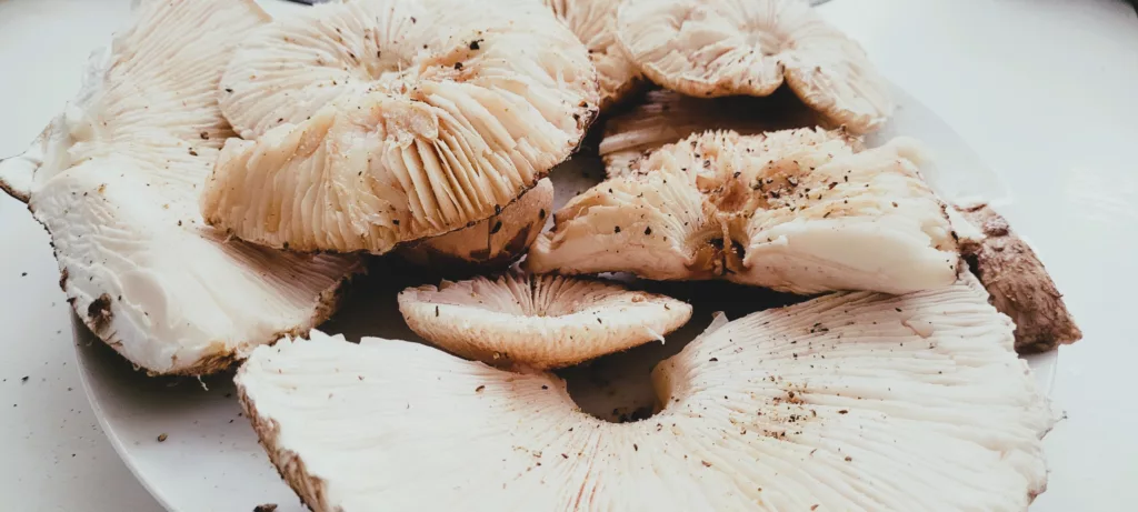 Schabowy z Czubajki Kani