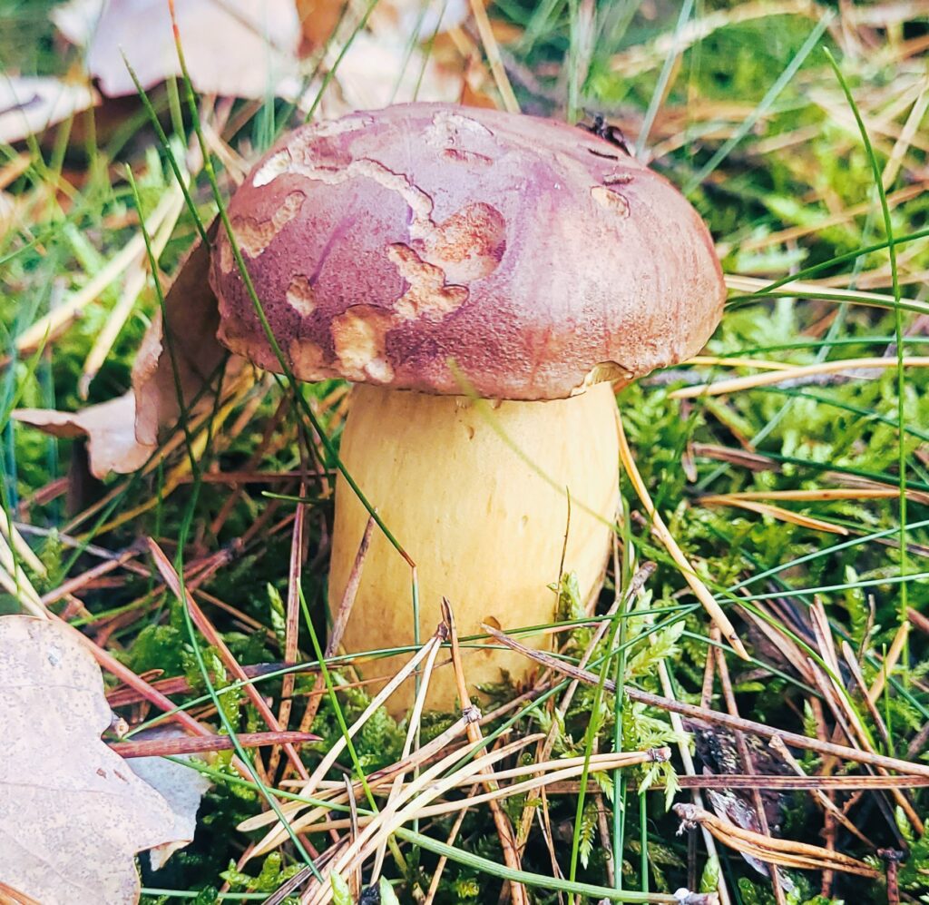 Leśne grzyby – zbiór i mrożenie