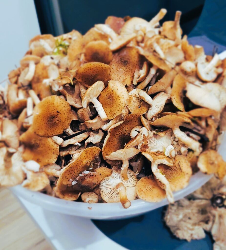 Leśne grzyby – zbiór i mrożenie