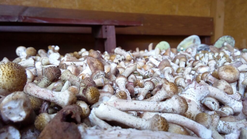 Opieńka miodowa – delicja wśród grzybów 