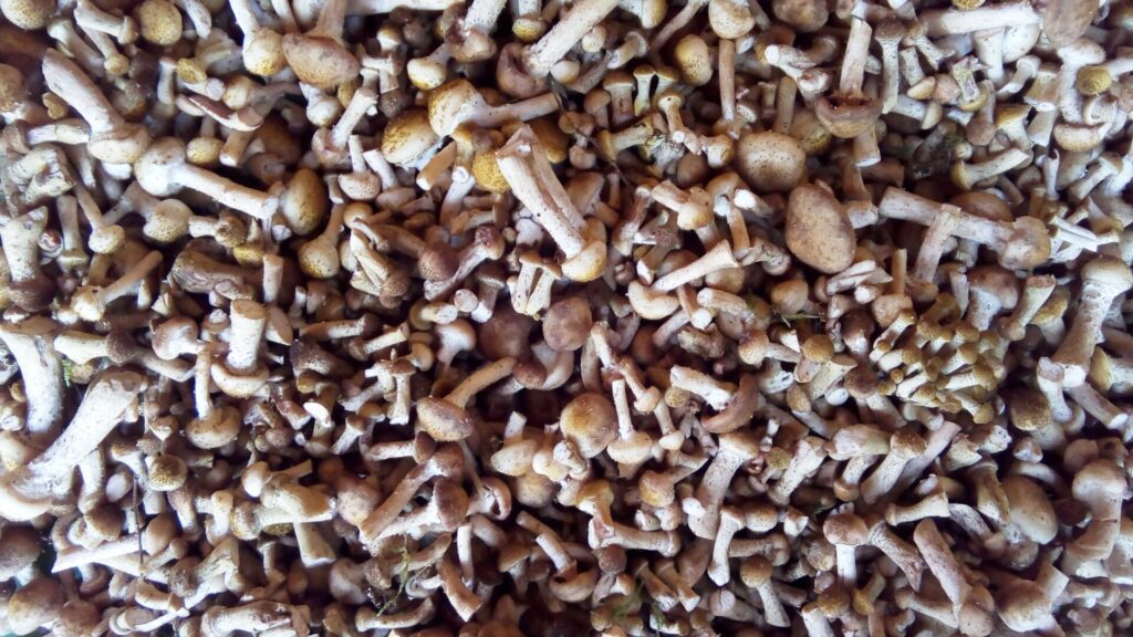 Opieńka miodowa – delicja wśród grzybów 