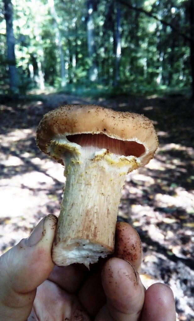 Opieńka miodowa – niedoceniany skarb lasu