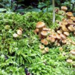 Opieńka miodowa (łac. Armillaria mellea)