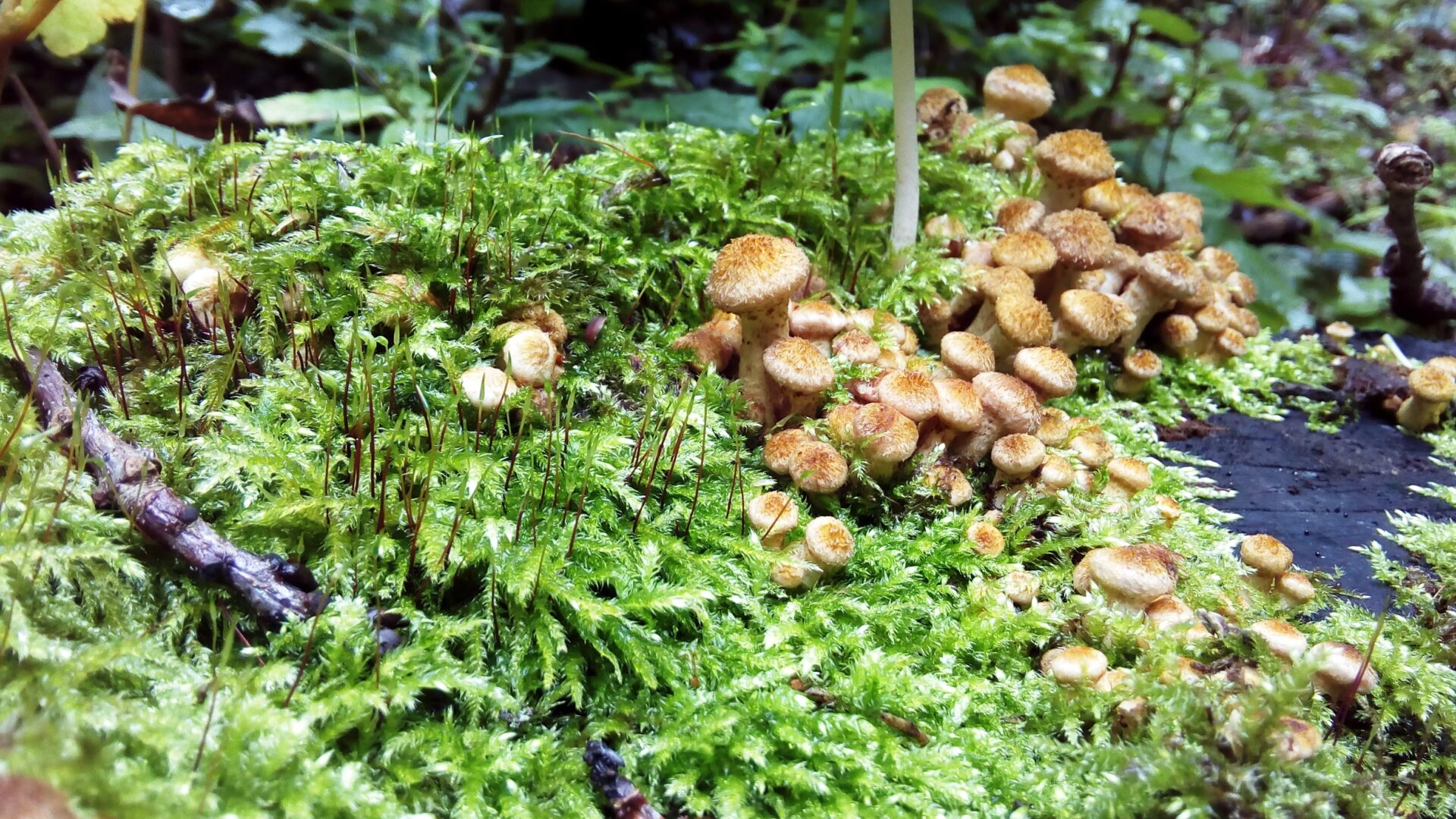 Opieńka miodowa (łac. Armillaria mellea)