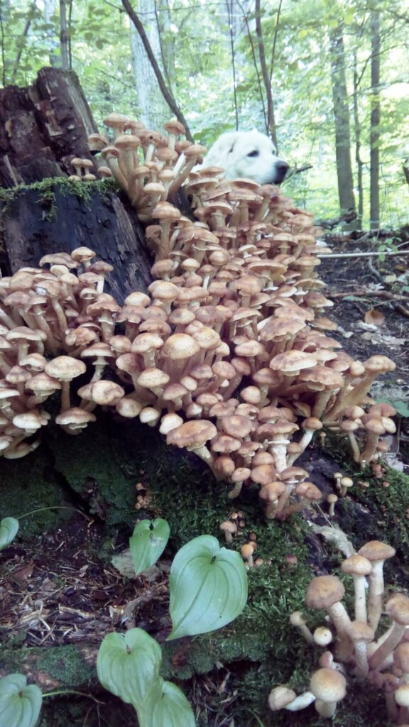 Opieńka miodowa – delicja wśród grzybów 