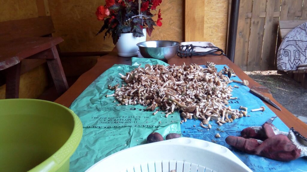 Opieńka miodowa – delicja wśród grzybów 