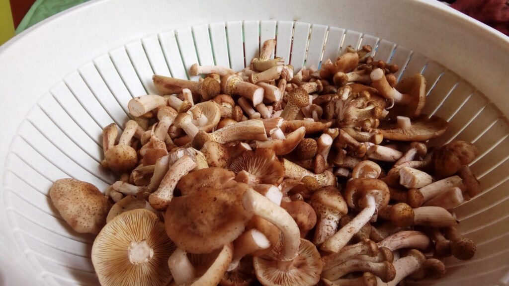 Opieńka miodowa – delicja wśród grzybów 