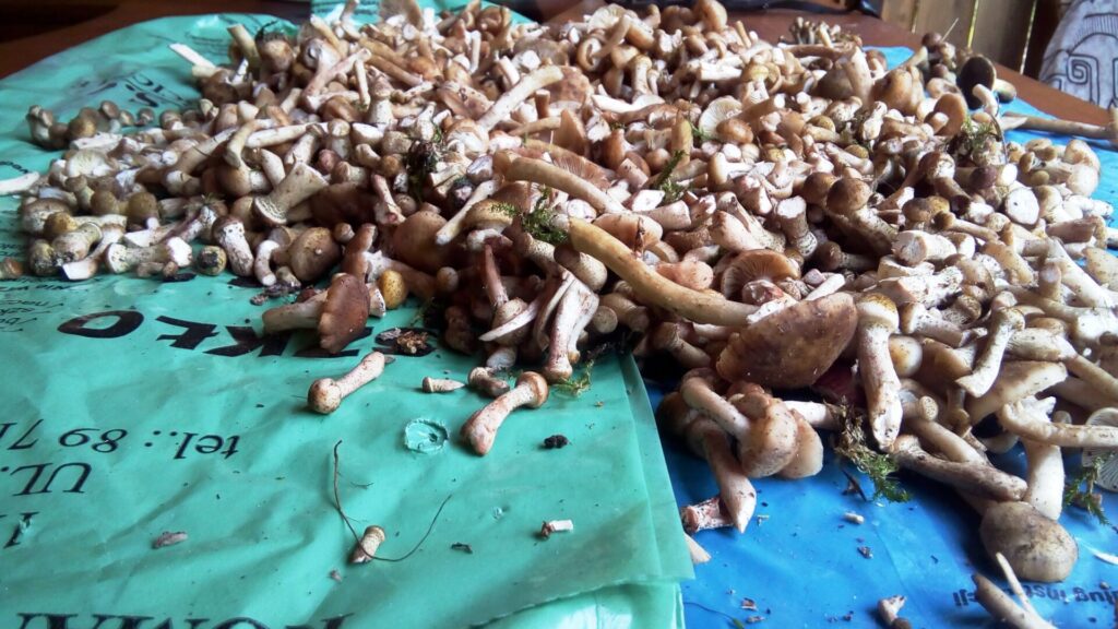 Opieńka miodowa – delicja wśród grzybów 