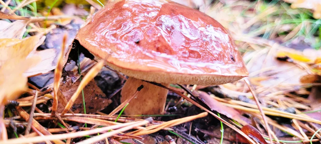 Podgrzybek znaleziony w listopadzie 2023 roku na terenie lasu w województwie mazowieckim.
