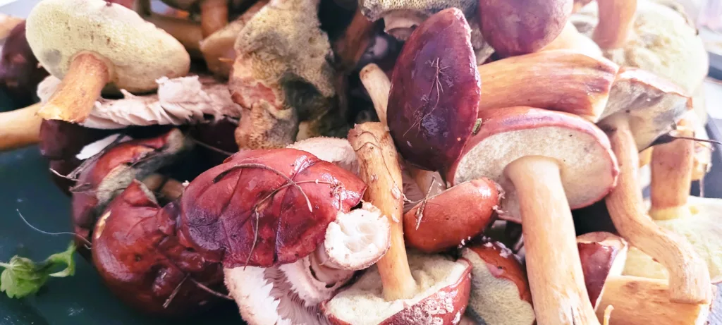 Leśne grzyby – zbiór i mrożenie