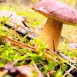 Leśne grzyby – zbiór i mrożenie