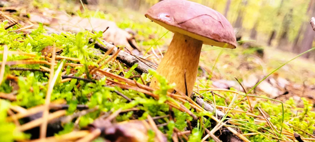 Leśne grzyby – zbiór i mrożenie