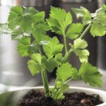 Seler naciowy w doniczce. Czy warto?