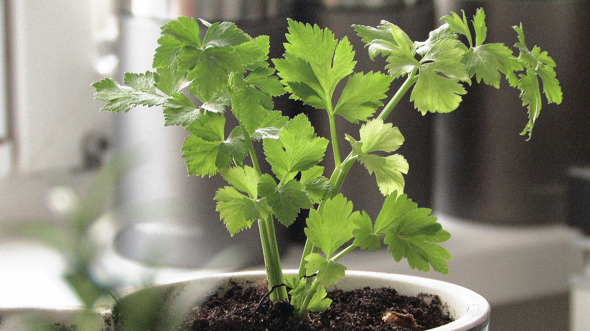 Seler naciowy w doniczce. Czy warto?