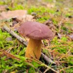 Grzyby w polskiej kuchni