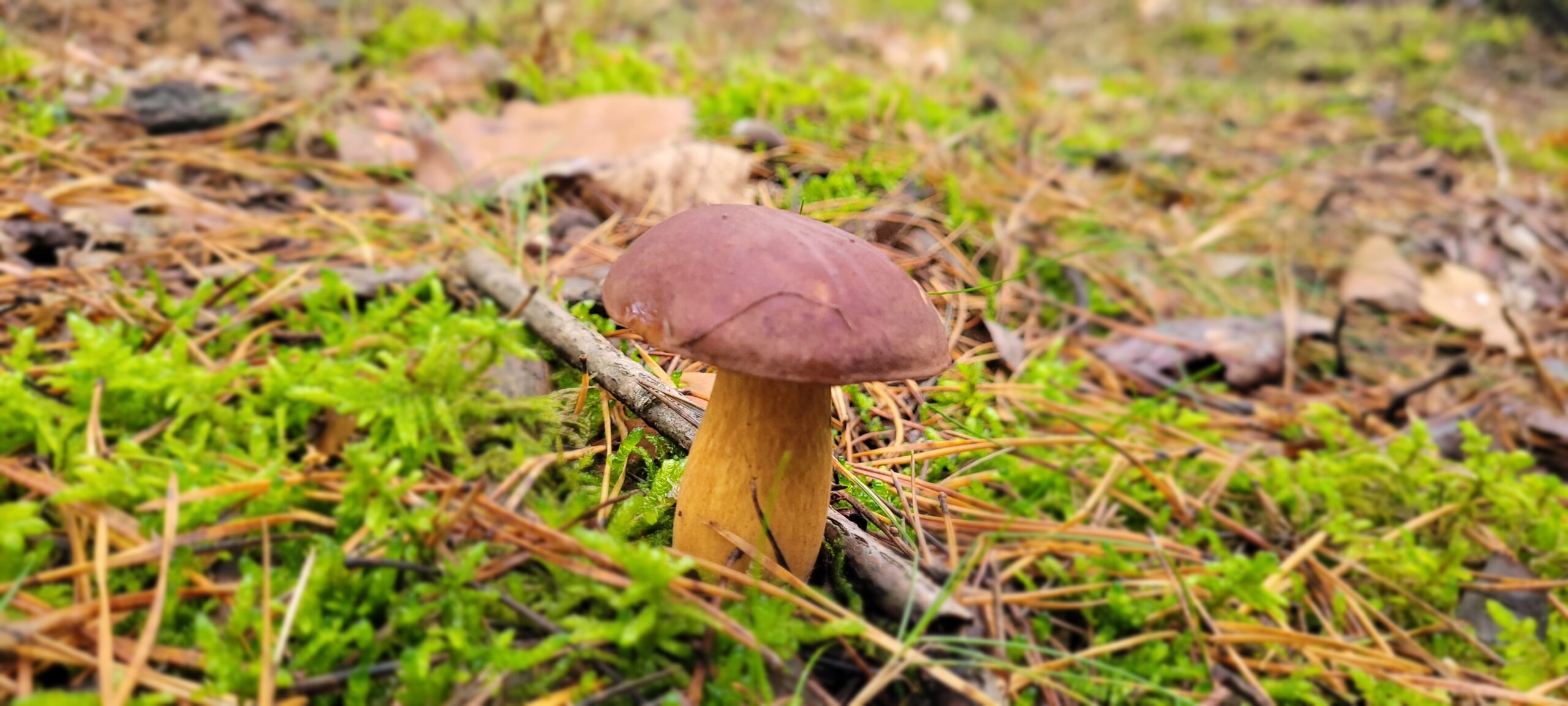 Grzyby w polskiej kuchni