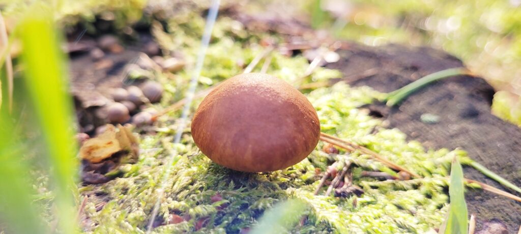 Grzyby w polskiej kuchni