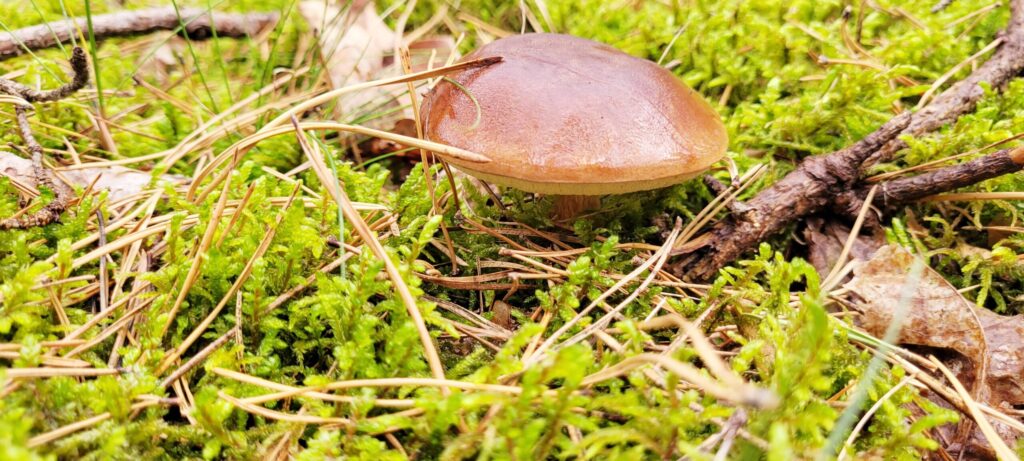 Grzyby w polskiej kuchni