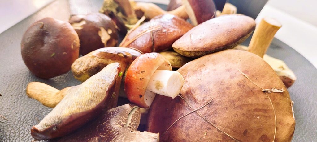 Grzybowa z grzybów z lasu – tradycyjny smak