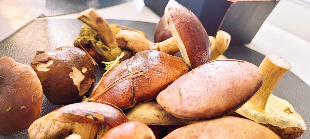 Grzybowa z grzybów z lasu – tradycyjny smak